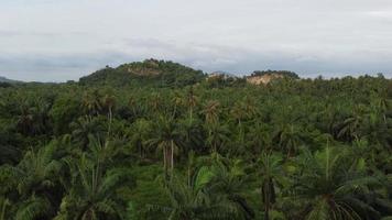 Kokospalme und andere Pflanzen ländliche Szene