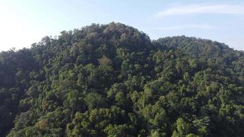 vista aerea volare verso l'alto la foresta pluviale tropicale in Malesia video