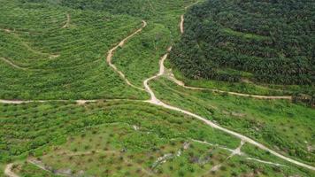 Aerial view oil palm is replant video