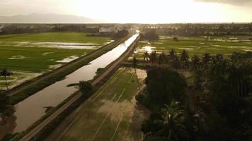 vue aérienne survoler la rizière en jour de pluie