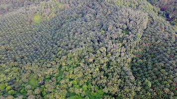 Aerial look down oil palm estate
