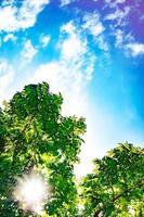Green leaves with sunshine and beautiful blue sky and white clouds background with copy space for text. photo