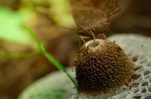 Selective focus on bamboo mushroom Dictyophora indusiata in the forest. Closeup bamboo mushroom. Fly bug on stink cap of long net stinkhorn. photo