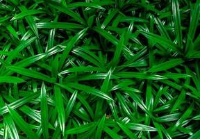 Closeup pandan leaves texture background. Green leaves with beautiful pattern in jungle for organic concept. Natural plant in tropic garden. Nature background. Pandanus aromatic leaf. photo