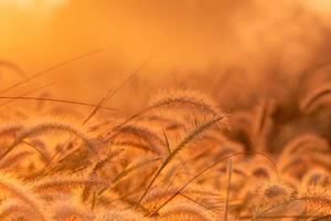 Grass flower in the morning at sunrise with golden sunshine. Flower field in rural. Orange meadow background. Wild meadow grass flowers with morning sunlight. Start new day or new life concept. photo