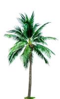 árbol de coco aislado sobre fondo blanco con espacio de copia. utilizado para la publicidad de la arquitectura decorativa. concepto de verano y playa. palmera tropical. foto