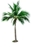 Coconut tree isolated on white background with copy space. Used for advertising decorative architecture. Summer and beach concept. Tropical palm tree. photo