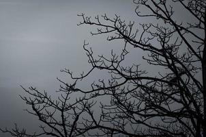 Silhouette dead tree on dark dramatic sky and white clouds background for peaceful death. Despair and hopeless concept. Sad of nature. Death and sad emotion background. Dead branches unique pattern. photo