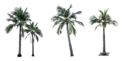 Set of coconut tree isolated on white background. Palm tree. Tropical palm tree.