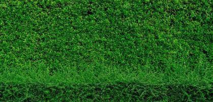 Small green leaves texture background with beautiful pattern. Clean environment. Ornamental plant in the garden. Eco wall. Organic natural background. Many leaves reduce dust in air. Tropical garden. photo