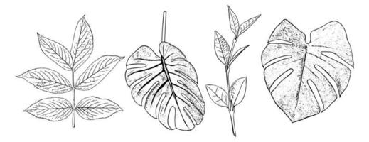 Vector black outline of leaves on a white background. Hand drawn leaf sketch.