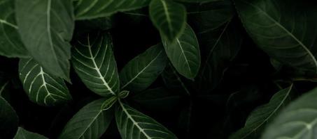 vista superior hojas verdes en el jardín. planta de la casa de belleza. planta de interior. fondo abstracto de la naturaleza. vista superior de hojas de color verde oscuro con un patrón natural. banner web para productos orgánicos. foto