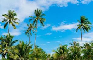 Coconut tree against blue sky and white clouds. Summer and paradise beach concept. Tropical coconut palm tree. Summer vacation on the island. Coconut tree at resort by the tropical sea on sunny day.