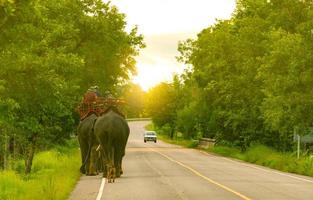 Elephant mahout with two elephants and dog walking on asphalt road at countryside of Thailand. Green tree in the forest beside road. Car driving past curved asphalt road in the morning with sunlight. photo