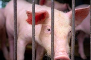 Cute piglet in farm. Sad and healthy small pig. Livestock farming. Meat industry. Animal meat market. African swine fever and swine flu concept. Swine breeding. Mammal animal. Pink piglet in pigsty. photo