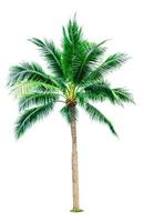 árbol de coco aislado sobre fondo blanco con espacio de copia. utilizado para la publicidad de la arquitectura decorativa. concepto de verano y playa. palmera tropical. foto