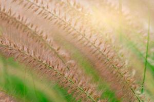 Macro shot detail of beautiful grass flower on blurred green leaves. Background for love peaceful and happy life concept. Use for advertising and promote of organic life and product background photo