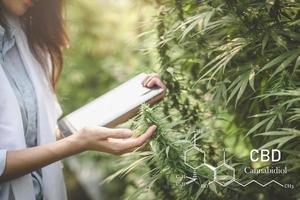 investigadores que trabajan en un campo de cáñamo, están revisando plantas. cannabinoides en elementos cbd de marihuana. foto