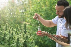 Scientists or researchers are analyzing and recording data. Cannabis oil extract. Concept of alternative herbal medicine. Cannabinoids in CBD composition of cannabis. photo