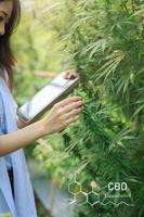 Examination of cannabis leaves by scientists or researchers to document the results. Medicinal herbs. Push for legalization and medical cannabis in the world. photo