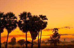 cielo de amanecer amarillo y naranja detrás de palmeras y bosques tropicales. cielo dorado del amanecer y palmera de azúcar de silueta y cabaña en las zonas rurales. vista del país el amanecer naranja y rojo brilla en el bosque de sabana. foto