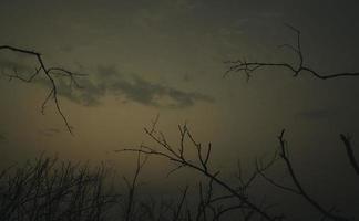 Silhouette dead tree on dark dramatic sky and white clouds background for a peaceful death. Despair and hopeless concept. Sad of nature. Death and sad emotion background. Dead branch unique pattern. photo