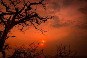 hermoso árbol sin hojas de silueta y cielo de puesta de sol junto al mar. escena romántica y pacífica de mar, sol y cielo al atardecer con un hermoso patrón de ramas. belleza en la naturaleza. fondo de la tarde. foto