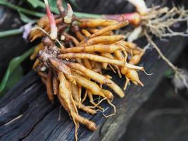 Boesenbergia rotunda Kaempferia cochinchinensis Gagnep. Kaempferia ovata Roscoe, Kaempferia pandurata Roxb fresh, vegetable food Thai herb on wooden, covid-19 coronavirus photo