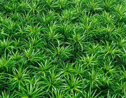 Closeup of green leaves texture background. Green leaves with beautiful pattern in jungle for organic concept. Natural plant in tropic garden. Nature background. Small green leaf in bush background. photo