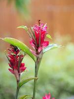 flor de jengibre rojo, nombre alpinia purpurata, según la parte superior del pecíolo es un ramo de hojas decorado con un broche de flores apiladas alternativamente para parecerse a escamas de pescado foto