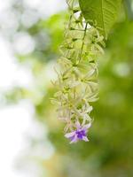 ramo de flores púrpura de cinco pétalos, como un pétalo de 5 puntas, la parte superior de los pétalos es peluda, la base de los pétalos está conectada al tubo, dentro de las flores hay 4-5 estambres foto