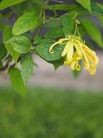 Cananga odorata Ylang-ylang name of flower Waves Gray bark Bouquet of flowers into a cluster Yellow or green petals are fragrant space blurred of nature background for write photo