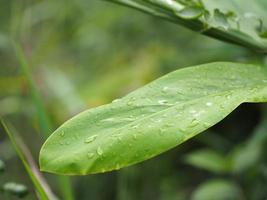 primer plano gota de lluvia sobre hojas verdes temporada de lluvias fondo de naturaleza verde borrosa con espacio de copia usando como fondo plantas verdes naturales paisaje al aire libre para copiar escribir foto