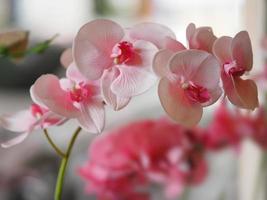 ramo de flores de orquídea rosa hermoso en el fondo borroso foto