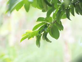 Closeup Green leaves blurred greenery nature background with copy space using as background natural green plants landscape outdoor for copy write photo