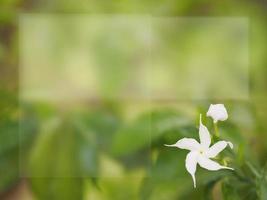 Orange jessamine, Murraya paniculate white flower blooming in garden nature background photo