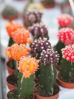 el tronco verde del árbol de cactus tiene puntas afiladas alrededor de la flor en macetas de plástico flor colorida foto