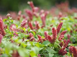 Pink red flower name Justicia Brandegeana Single leaf, opposite, alternate, perpendicular, lanceolate, leaf, end, sharp, slightly serrated The flower is a bouquet at the apex photo