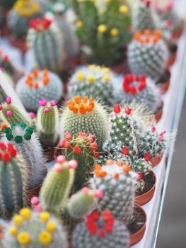 el tronco verde del árbol de cactus tiene puntas afiladas alrededor de la flor en macetas de plástico flor colorida foto