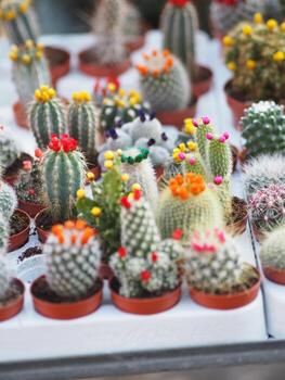 el tronco verde del árbol de cactus tiene puntas afiladas alrededor de la flor en macetas de plástico flor colorida foto