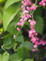 vid de coral de flor rosa, enredadera mexicana, cadena de amor antigonon leptopus gancho y nombre de arn hermoso pequeño ramo borroso de fondo natural foto