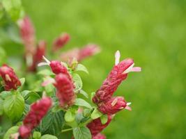 Pink red flower name Justicia Brandegeana Single leaf, opposite, alternate, perpendicular, lanceolate, leaf, end, sharp, slightly serrated The flower is a bouquet at the apex photo