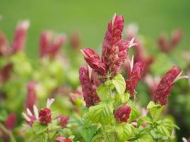 Pink red flower name Justicia Brandegeana Single leaf, opposite, alternate, perpendicular, lanceolate, leaf, end, sharp, slightly serrated The flower is a bouquet at the apex photo