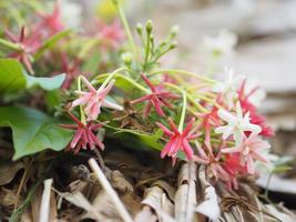 white pink red Flower Combretum indicum Rangoon Creeper Chinese honey Suckle Drunen sailor Slither on dry banana leaves blurred of nature background photo