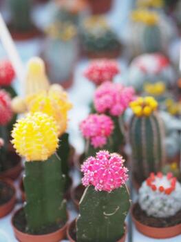 el tronco verde del árbol de cactus tiene puntas afiladas alrededor de la flor en macetas de plástico flor colorida foto