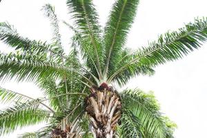 Palm fruit oil on the palm tree in the garden agriculture asia photo