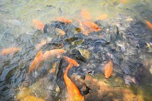 Orange golden carp fish tilapia and catfish eating from feeding food on water surface ponds on water surface ponds, fish farm floating for breathe on top water in lake near river Asian photo