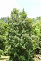 Macadamia nut tree in the summer - macadamia farm on countryside agriculture photo