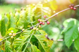 grano de café verde orgánico en cafeto para la cosecha, café fresco, rama de bayas rojas foto