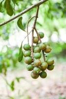 Nueces de macadamia colgando de la rama del árbol de macadamia en la granja en el verano foto